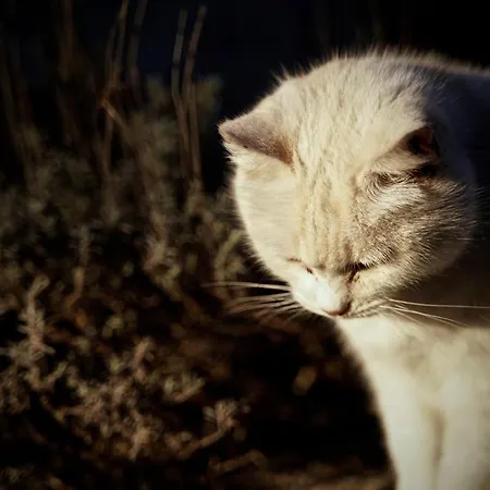 La Molina Spigno Monferrato