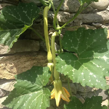 La Molina Vakantieboerderij Spigno Monferrato