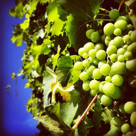 La Molina Vakantieboerderij Spigno Monferrato