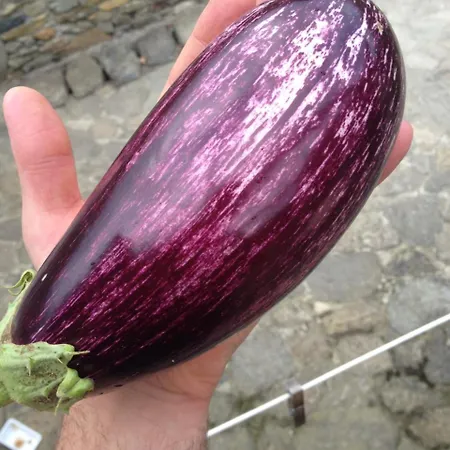 La Molina Vakantieboerderij Spigno Monferrato