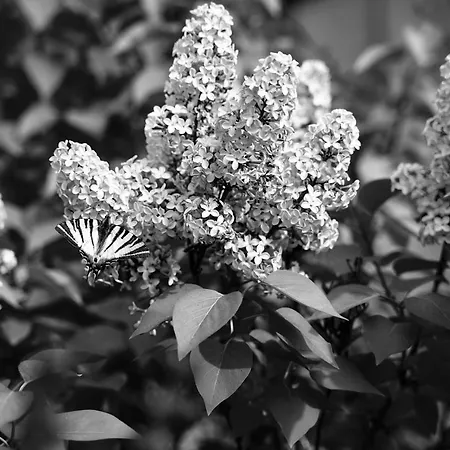 Vakantieboerderij La Molina Spigno Monferrato