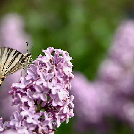 La Molina Vakantieboerderij