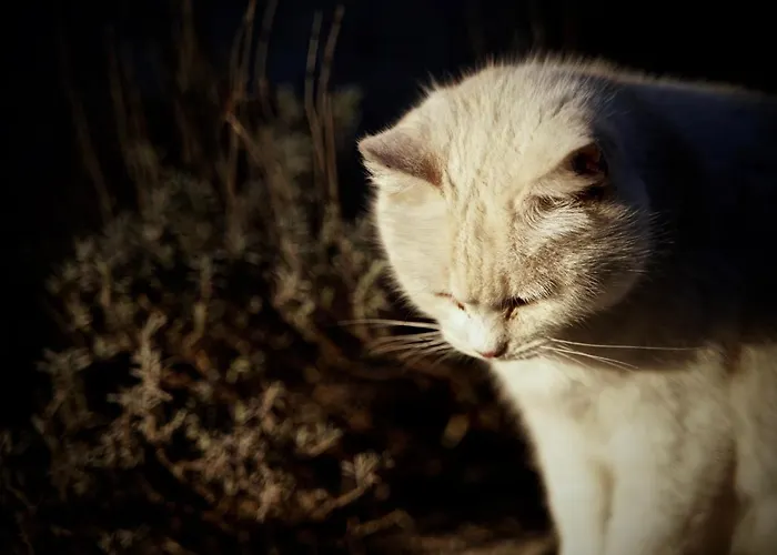 La Molina Spigno Monferrato