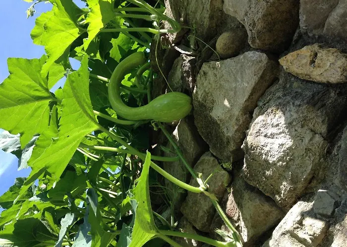 Фермерский дом La Molina