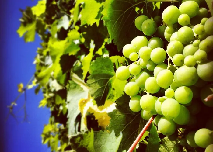 La Molina Фермерский дом Spigno Monferrato