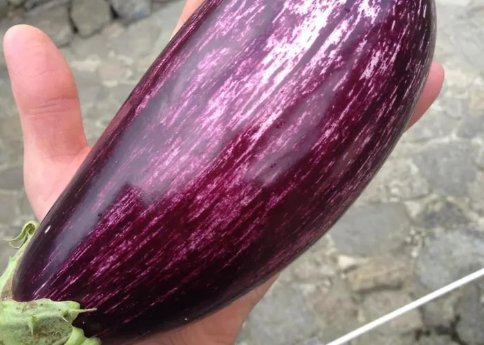 La Molina Фермерский дом Spigno Monferrato