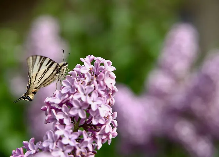 La Molina Фермерский дом